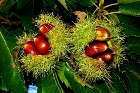 Dois frutos vermelhos brilhantes protegidos por uma cobertura verde espinhuda, rodeados por folhagem verde.