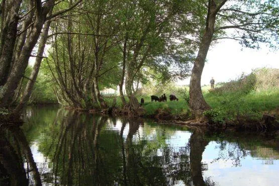 Ribeira tranquila ladeada por árvores frondosas, com animais de pastoreio no prado ao fundo e figura humana a vigiar o gado.