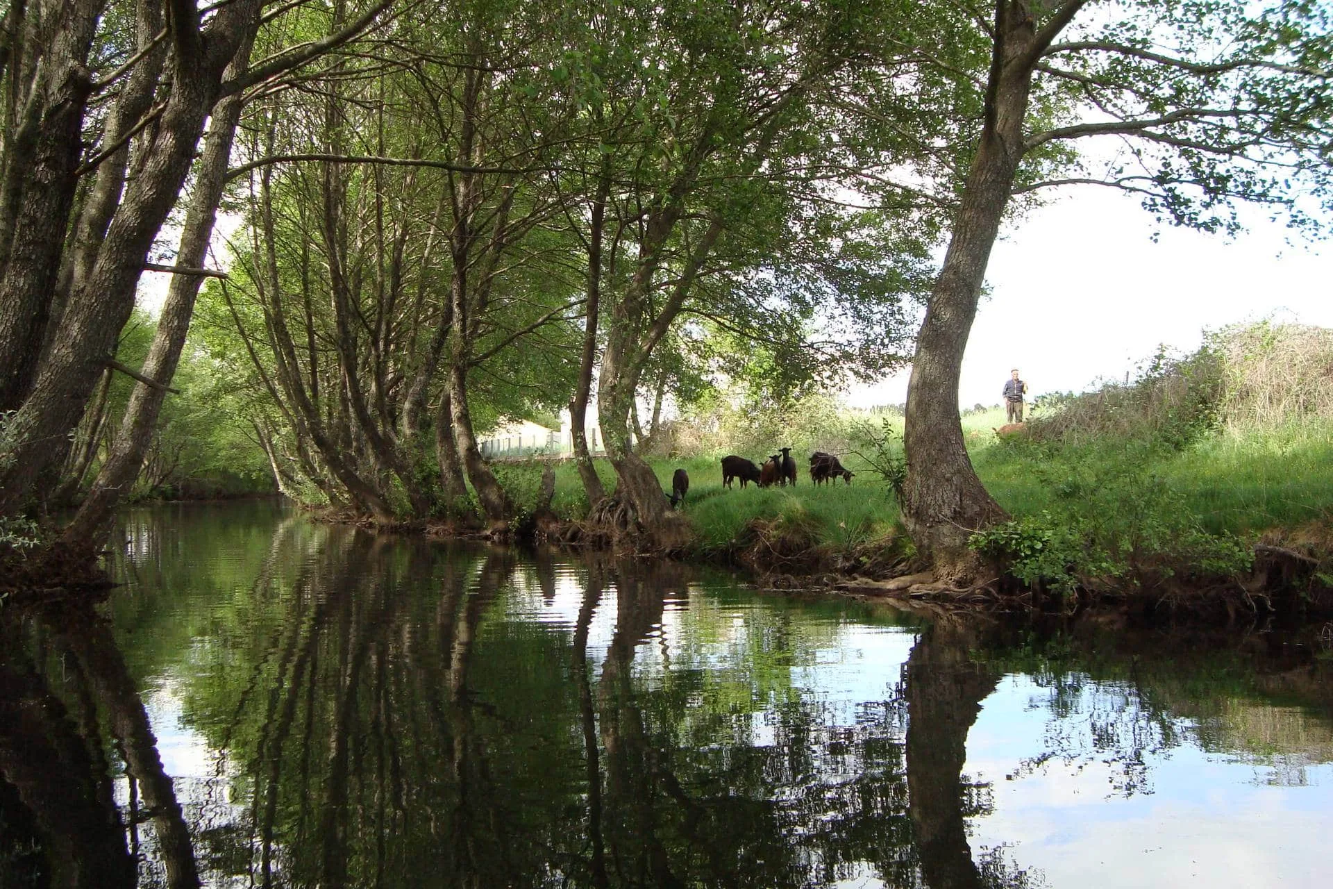 Ribeira tranquila ladeada por árvores frondosas, com animais de pastoreio no prado ao fundo e figura humana a vigiar o gado.