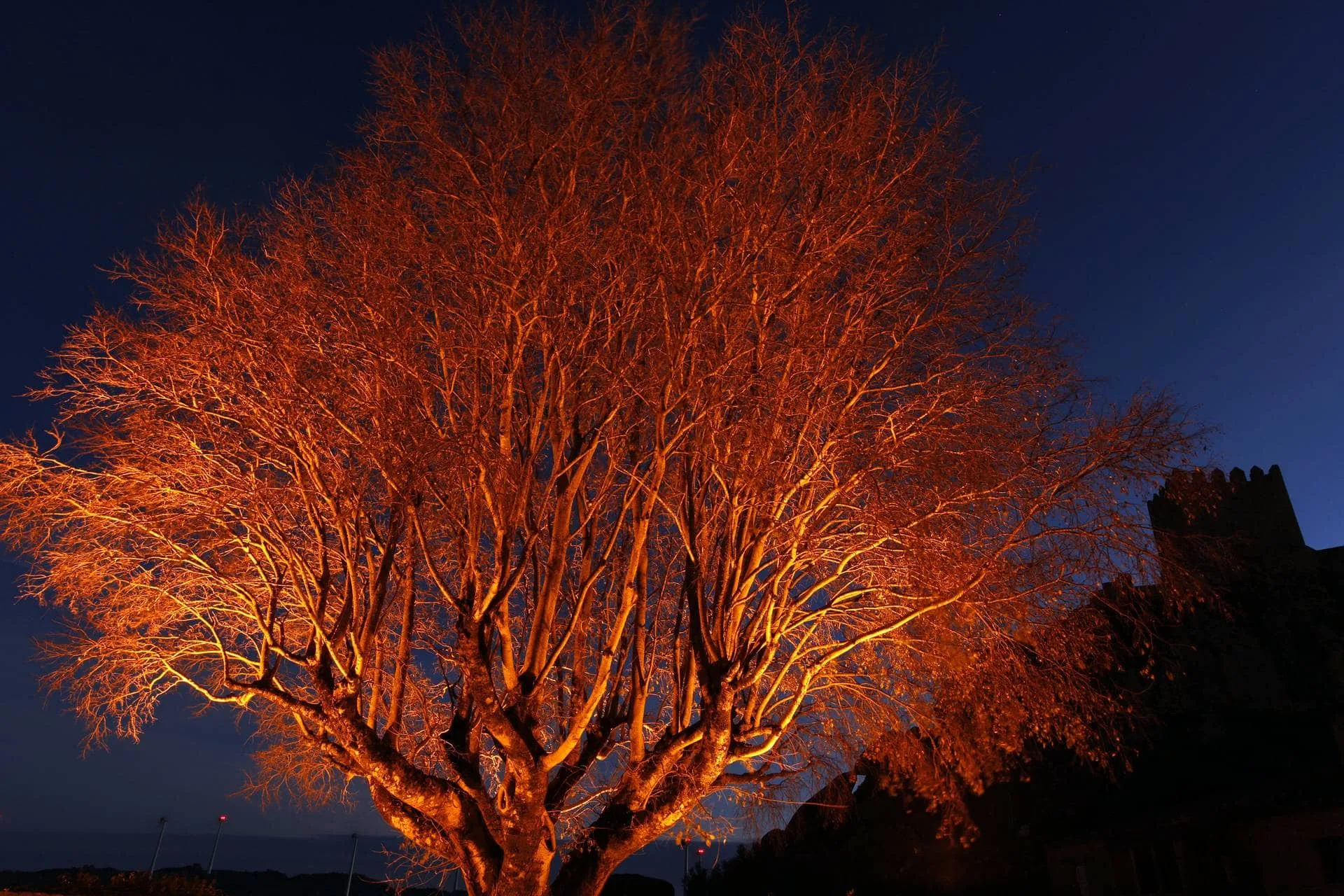 Árvore nua com ramos iluminados em tons alaranjados contra céu nocturno azul-escuro.