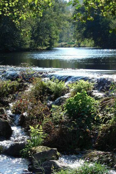 Rio com cascata e vegetação densa nas margens, árvores de copa frondosa ao fundo.