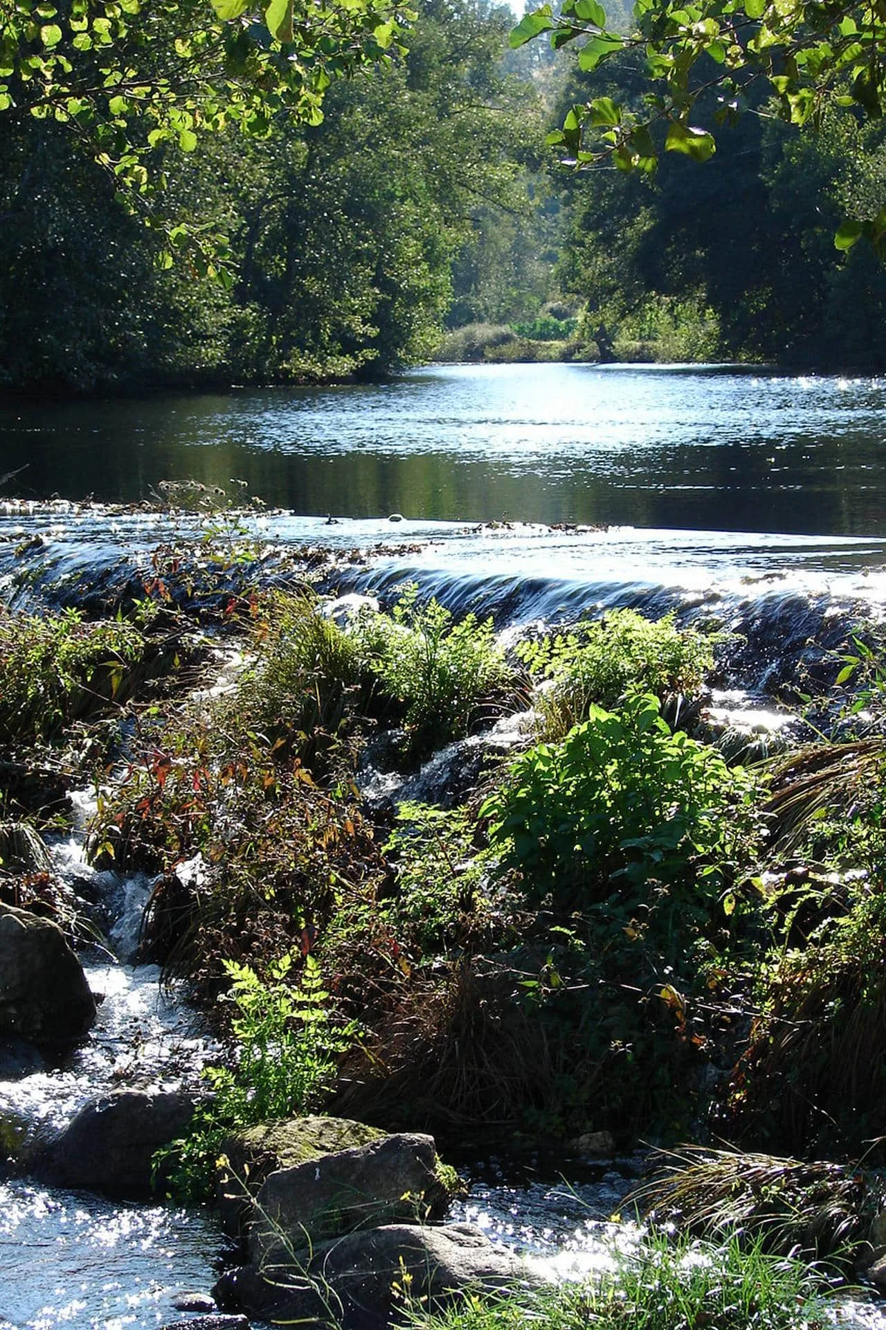 Rio com cascata e vegetação densa nas margens, árvores de copa frondosa ao fundo.