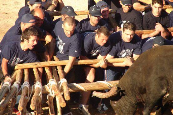 Grupo de pessoas em camisetas azuis-escuras seguram um tronco de madeira durante uma atividade ao ar livre com animais presentes.