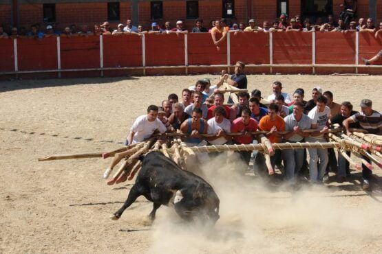 Grupos de homens seguram corda enquanto touro preto enfrenta o cordame numa arena de areia, com público ao fundo.