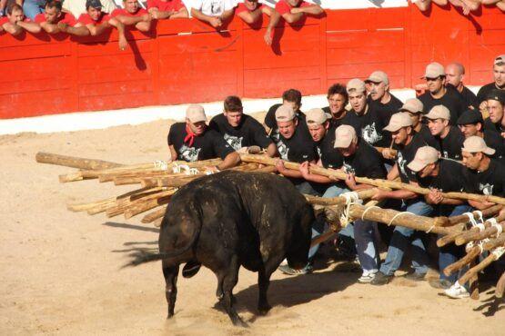 Grupo de homens em camisetas pretas e bonés brancos puxa corda presa a touro preto em arena de areia, com espectadores em red wall ao fundo.