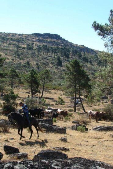 Pastores a cavalo guiam rebanho de cabras e ovelhas em encosta montanhosa com pinheiros espaçados.