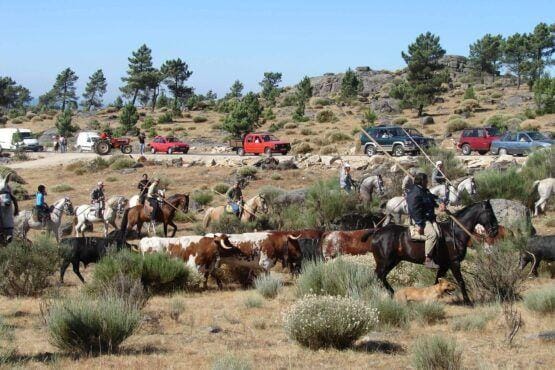 Pastores a cavalo guiam rebanho de gado bovino em terreno montanhoso árido, com veículos e pessoas estacionados ao fundo.