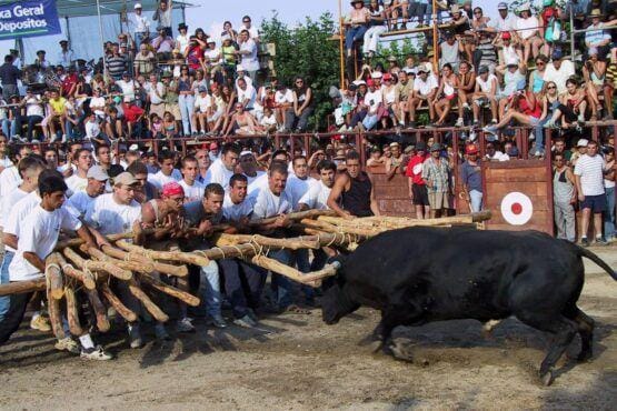 Homens com varas de madeira enfrentam um touro negro em arena, com centenas de espectadores em arquibancadas de madeira ao fundo.