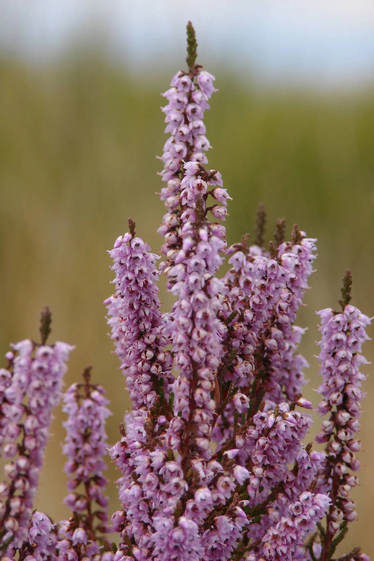 Várias espigas de flores pequenas em tons de lilás e roxo, densamente agrupadas em hastes verticais.