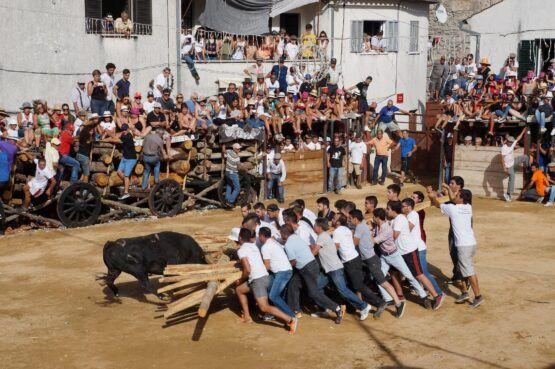 Grupo de pessoas em camisetas brancas puxa uma corda ligada a um touro preto num aceiro de terra, rodeado por espectadores em casarões antigos.