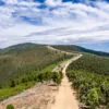 Estrada de terra a serpentear entre florestas de pinheiros em encostas montanhosas verdejantes, sob céu parcialmente nublado.