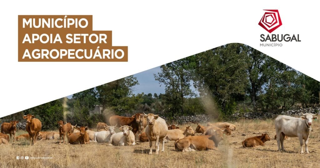 503947975 1106630838174230 7753280939414104669 N