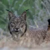 Lince