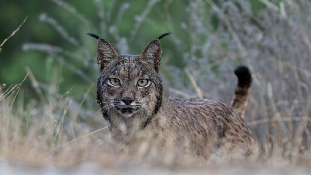 Lince