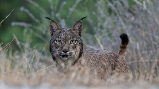 Reserva Natural da Serra da Malcata será nova área de reintrodução do lince ibérico